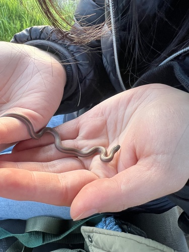 iNaturalist observation photo of Common Sharp-tailed Snake