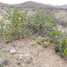 Bulnesia chilensis - Photo (c) Patrich Cerpa, todos los derechos reservados, uploaded by Patrich Cerpa
