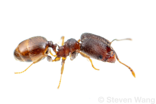 Pheidole harrisonfordiPheidole harrisonfordi