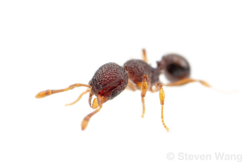Lachnomyrmex scrobiculatusLachnomyrmex scrobiculatus