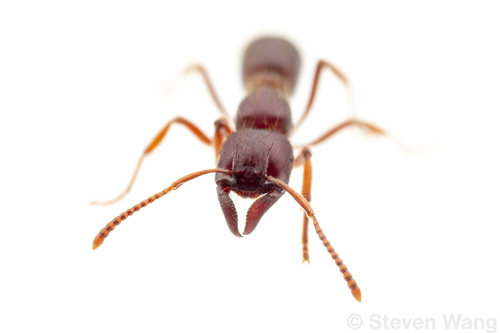 Gnamptogenys haenschiGnamptogenys haenschi