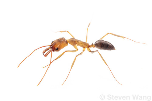 巴拿马大齿猛蚁Odontomachus panamensis