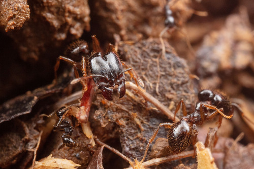 Pheidole celaenaPheidole celaena