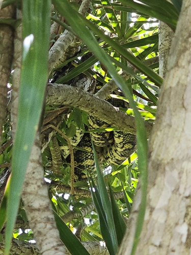 Coastal Carpet Python sighting