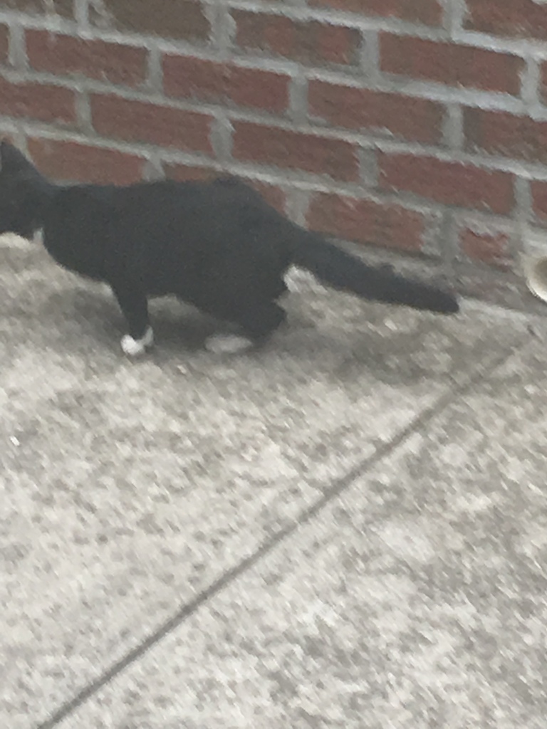 Domestic Cat In August 2019 By Dccats dan This Is For A Feral Cat domestic-cat-in-august-2019-by-dccats-dan-this-is-for-a-feral-cat
