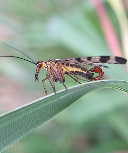Panorpa meridionalis
