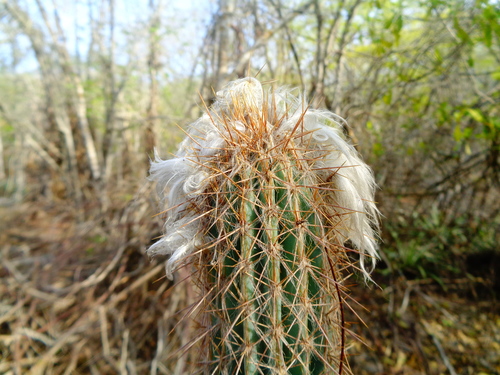 Pilosocereus purpusii