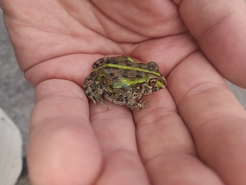 Giant African Bullfrog