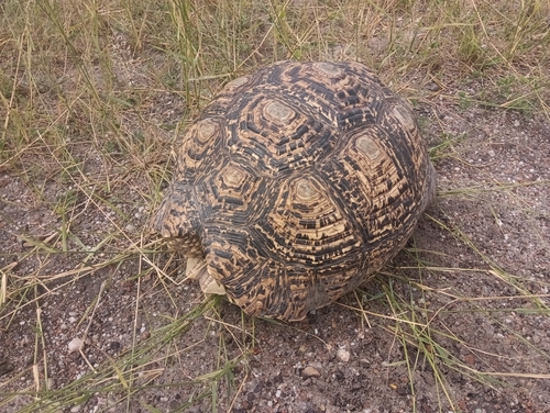 Leopard Tortoise