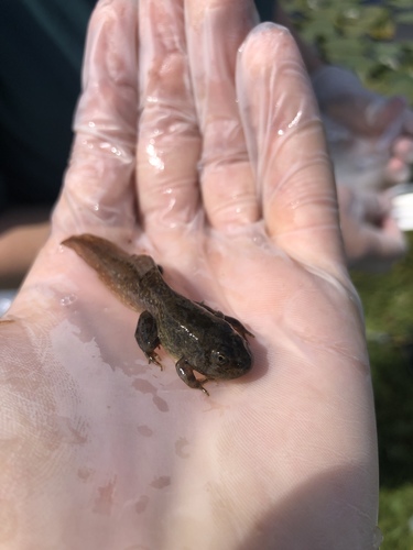Columbia Spotted Frog