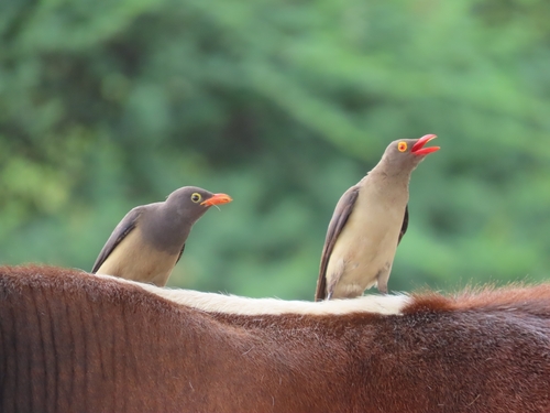 Red-billed Oxpecker