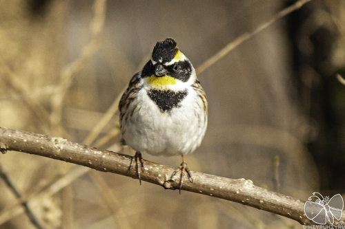 Yellow-throated Bunting