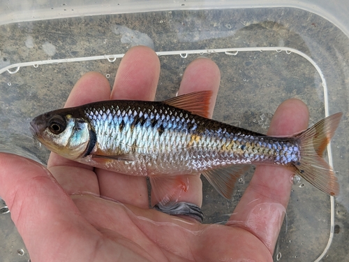 White Shiner