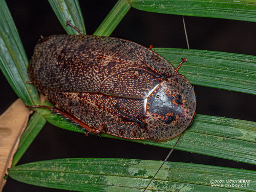 Morphna maculata