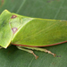 Flat-headed Leafhoppers - Photo (c) gernotkunz, all rights reserved, uploaded by gernotkunz