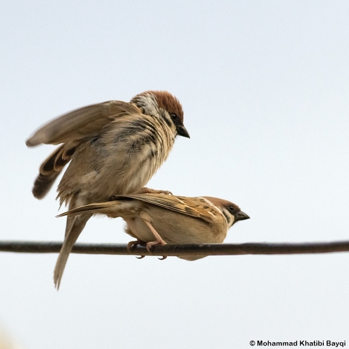 Eurasian Tree Sparrow