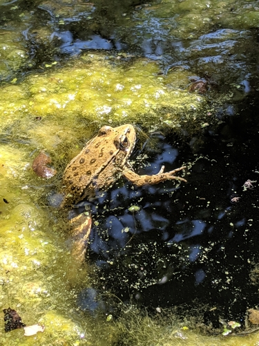 California Red-legged Frog