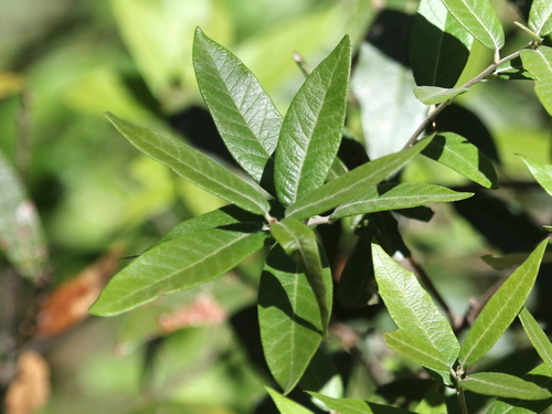 silverleaf oak
