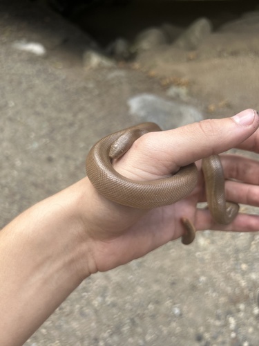 iNaturalist observation photo of Northern Rubber Boa