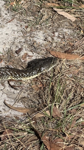 Tiger Snake sighting