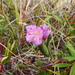 Bog Rosemary - Photo (c) Christopher, all rights reserved, uploaded by Christopher