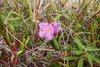 Bog Rosemary - Photo (c) Christopher, all rights reserved, uploaded by Christopher