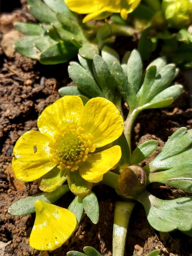 Elko Buttercup (Ranunculus legerae)