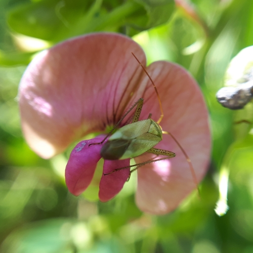 Liucerninė Žolblakė nuotrauka