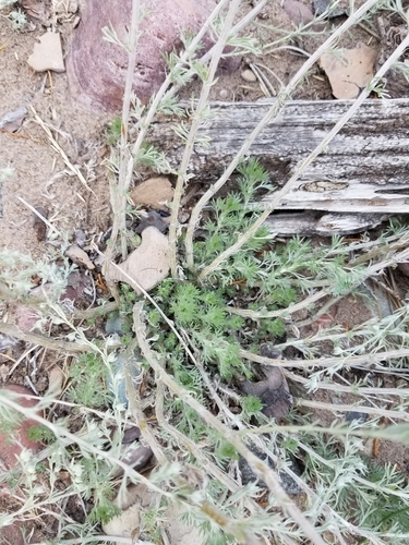 iNaturalist observation 2019-08-13