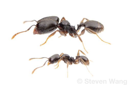Pheidole laselvaPheidole laselva