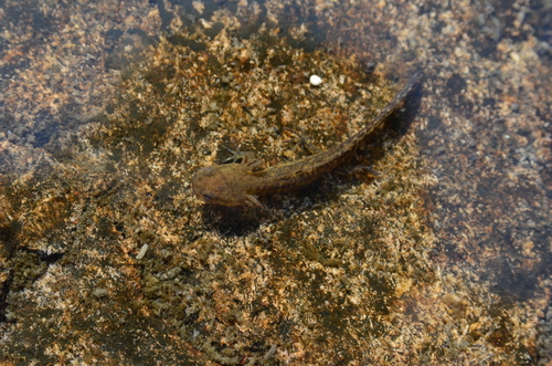 Blue-spotted Salamander