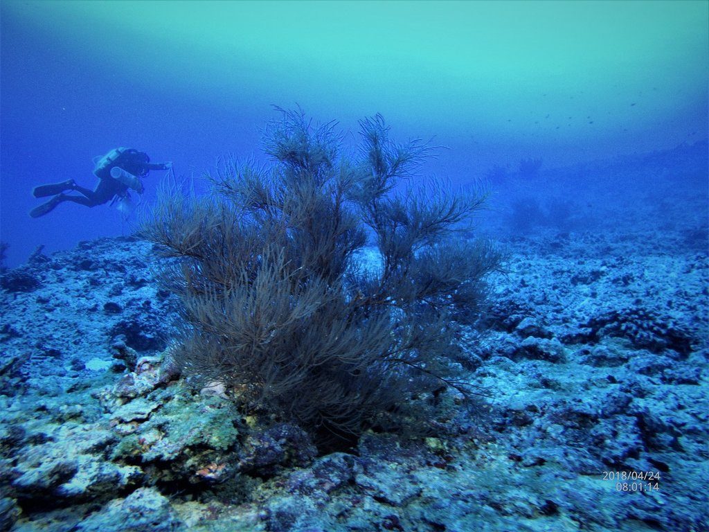 Black Coral Tree
