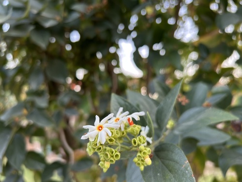 Coral jasmine