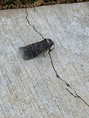 Prionoxystus macmurtrei