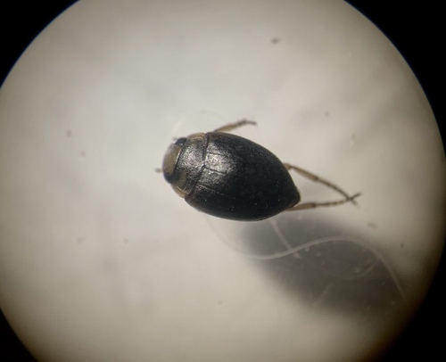 Genus Oreodytes · iNaturalist