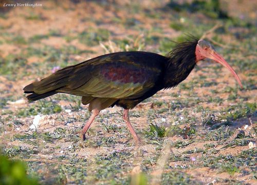 Northern Bald Ibis