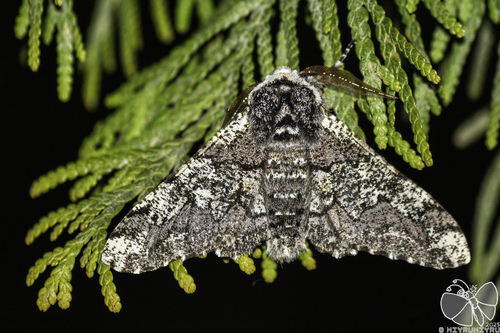 Biston robustum