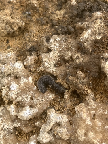 Tandonia cristata