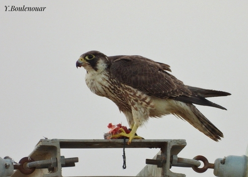 Peregrine Falcon