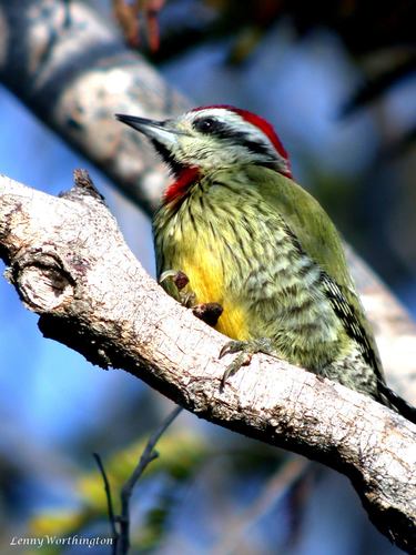 Cuban Green Woodpecker