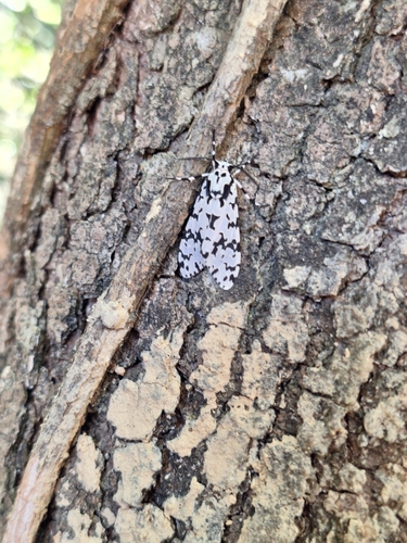 Eucereon tigrata