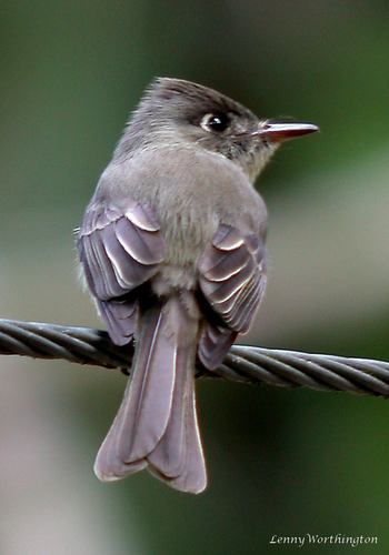 Cuban Pewee