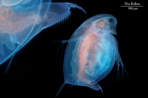 Daphnia pulex