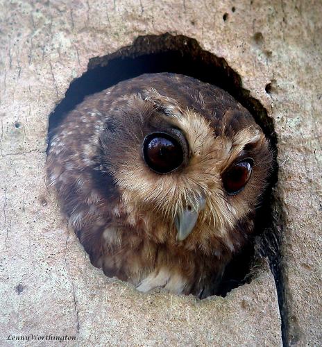Bare-legged Owl