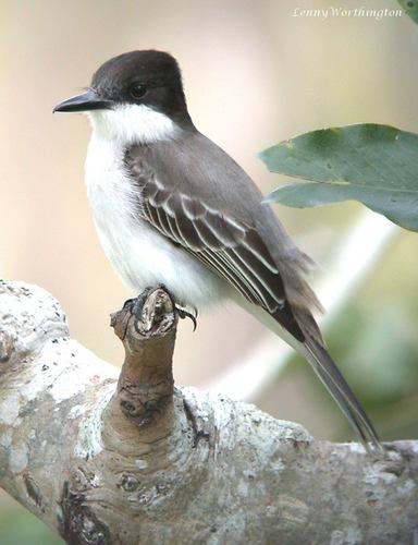 Loggerhead Kingbird