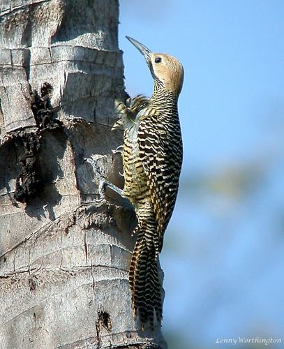 Fernandina's Flicker