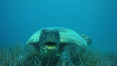 Loggerhead sea turtle