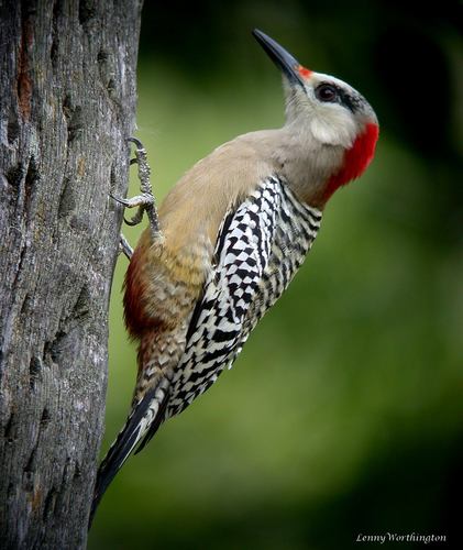 West Indian Woodpecker