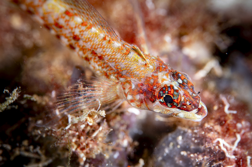Lizard Triplefin