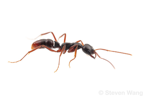 Leptogenys pubicepsLeptogenys pubiceps